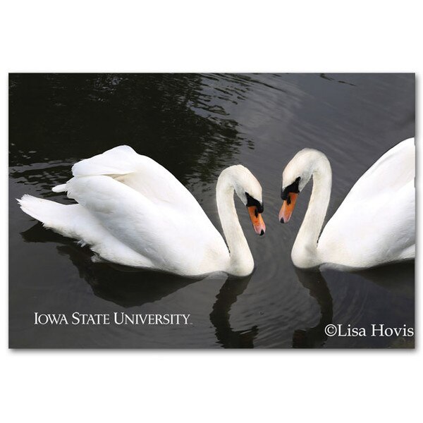 Iowa State University Swans Postcard
